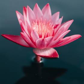 Lotus flottant dans l'eau