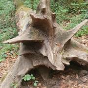 Un tronc dans la forêt