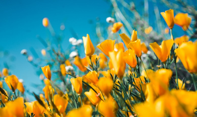 Gelbe und weisse Blumen mit einem tiefblauen Himmel im Hintergrund.