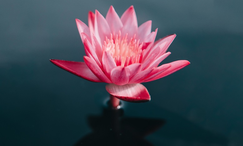 Lotus flottant dans l'eau