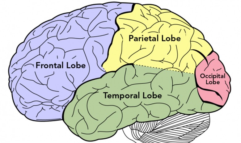 Gehirn mit eingezeichneten Hirnregionen