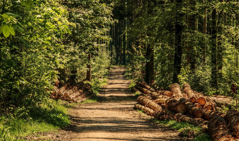 Un chemin de forêt