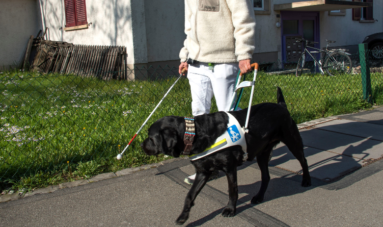 Ein Blindenführhund unterwegs mit seinem Besitzer.