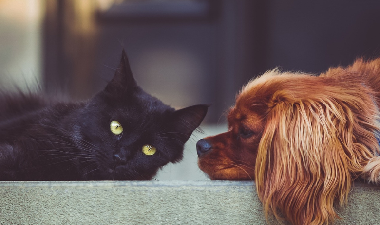 Eine schwarze Katze und ein brauner Hund.