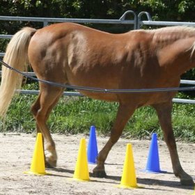 Hellbraunes Pferd wird an der Hand zwischen gelben und blauen Pylonen auf einem Reitplatz geführt.