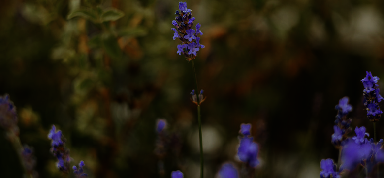 Nahaufnahme einer violetten Blume. Die Wiese im Hintergrund ist unscharf.