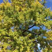 Un ginko mâle