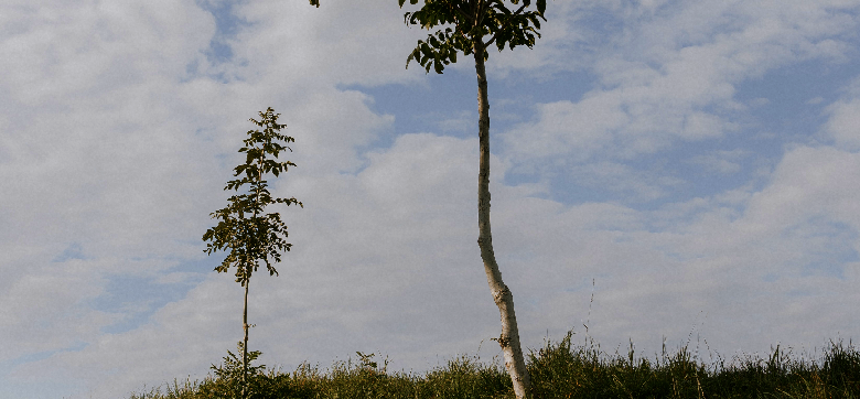 Zwei junge Bäume mit blauem Himmel und weissen Wolken im Hintergrund