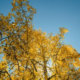 Ein Baum mit gelben Blättern vor blauem Himmel
