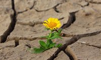 Eine gelbe Blume wächst aus dürrer, zerrissener Erde.