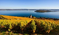 Blick über die goldenen Weinberge auf den Bielersee mit der Kirche von Ligerz und der St. Petersinsel.