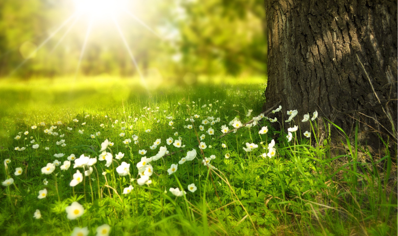  Une prairie avec des fleurs et un arbre. Le soleil brille.