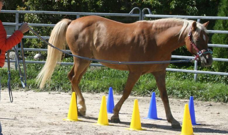 Hellbraunes Pferd wird an der Hand zwischen gelben und blauen Pylonen auf einem Reitplatz geführt.
